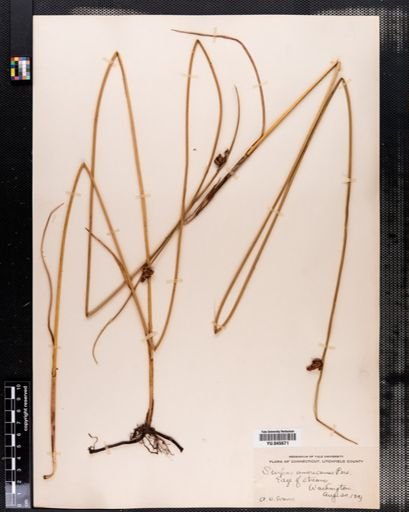 Scirpus americanus