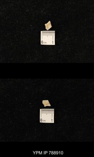 undet. Brachiopoda