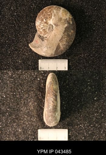 Hoploscaphites nicolletii