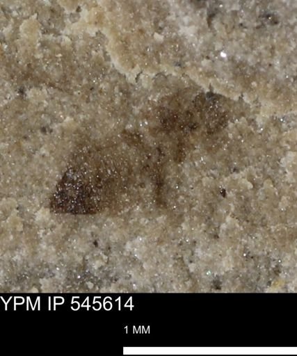 Thysanoptera?