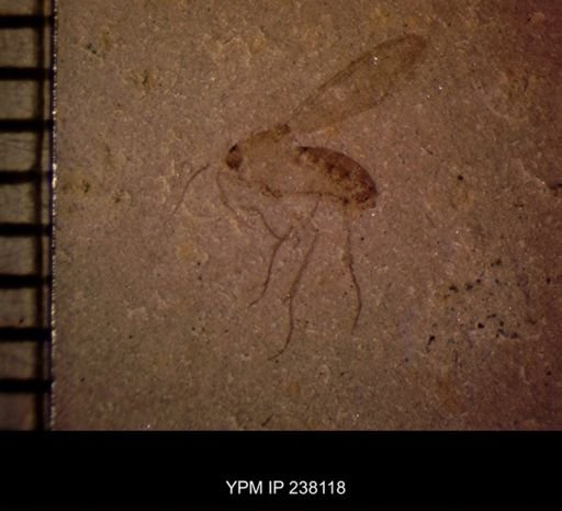 undet. Mycetophilidae
