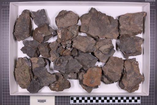 mixed taxa, stratigraphic collection