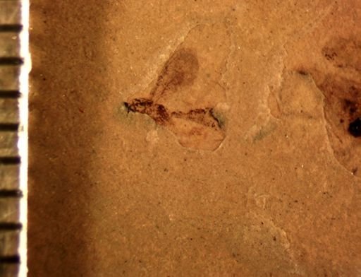 undet. Ichneumonoidea