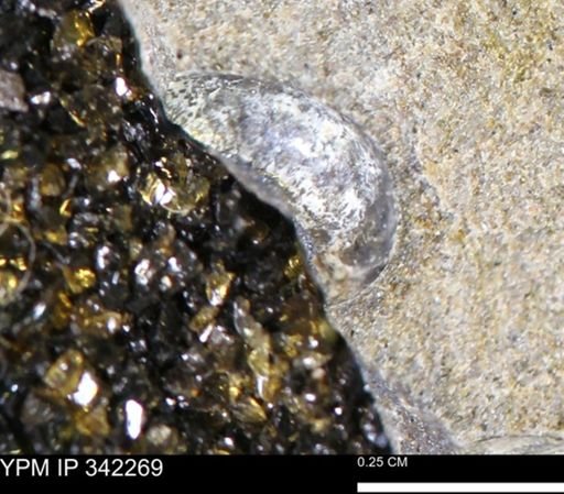 undet. Mollusca