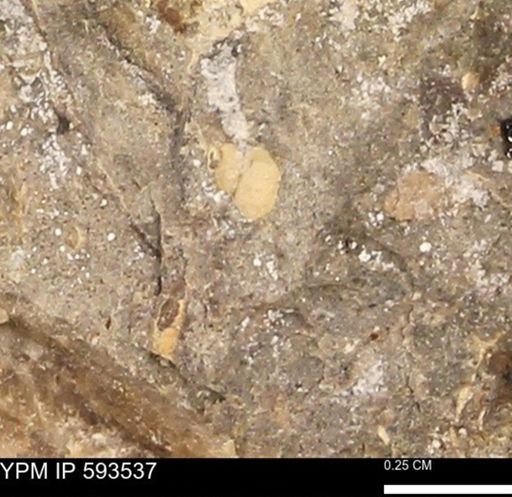 taxon undetermined