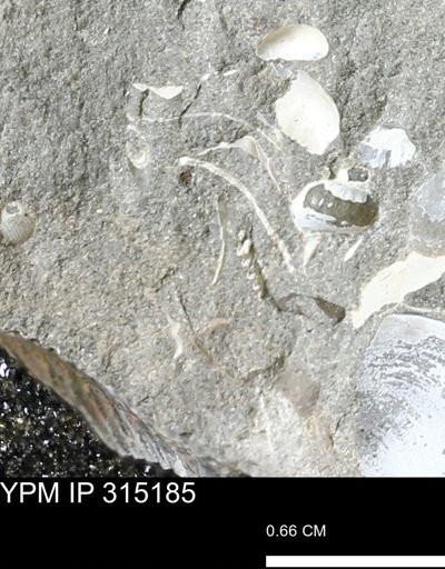 undet. Bivalvia