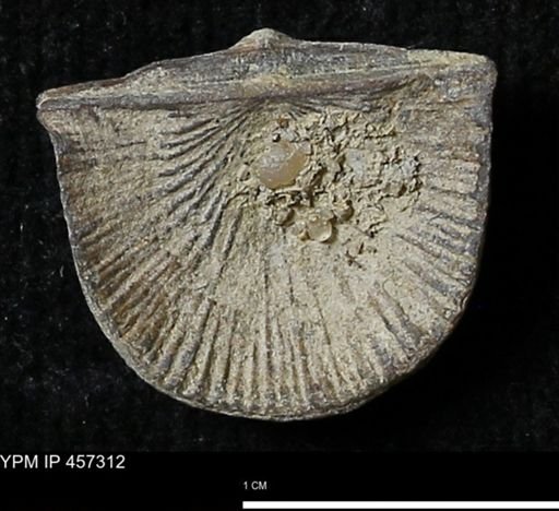Stropheodonta erratica fissicosta