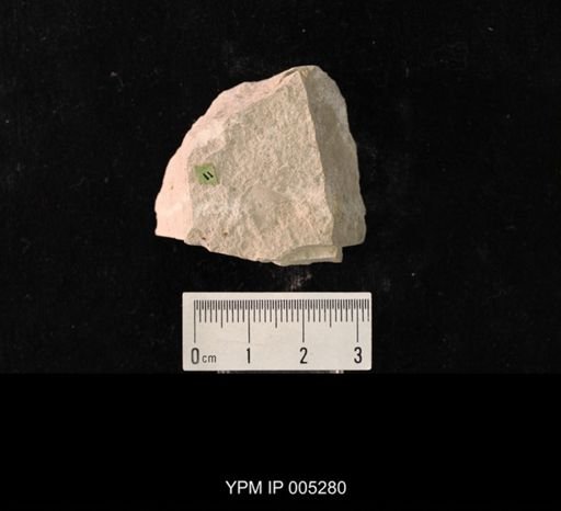 Sellardsia kansasensis