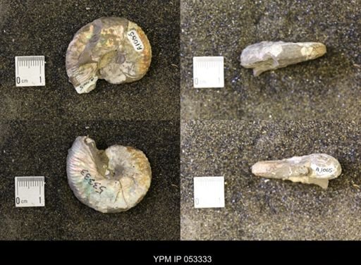 Discoscaphites conradi