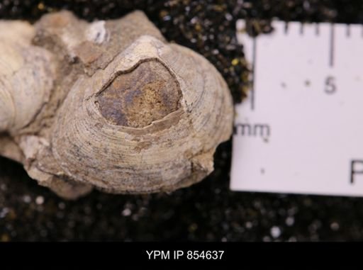 Limopsis striatopunctatus