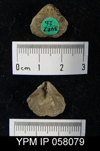Meristella atoka