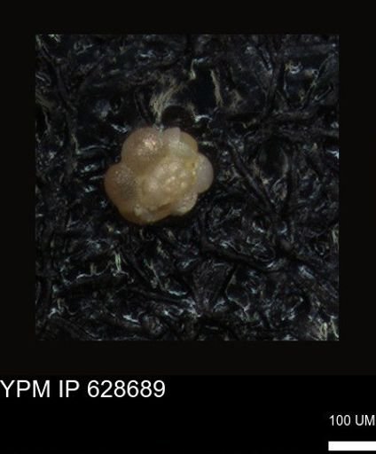 undet. Foraminiferida