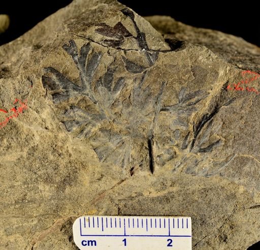 Sphenopteris sp.