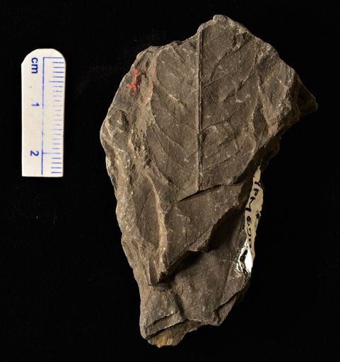 Filicopsida