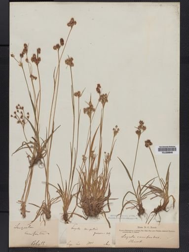 Luzula campestris