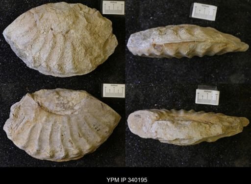 undet. Brancoceratidae