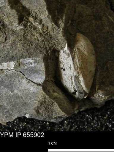 Limopsis striatopunctatus
