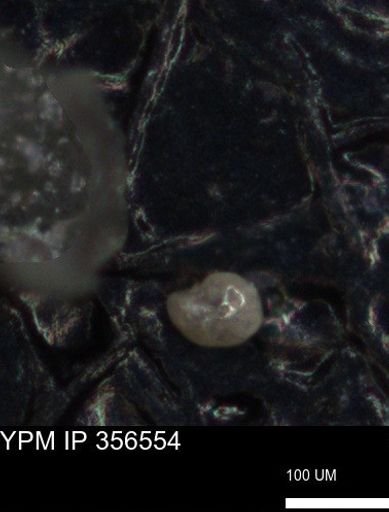 undet. Foraminiferida