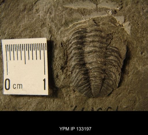 Phacops rana