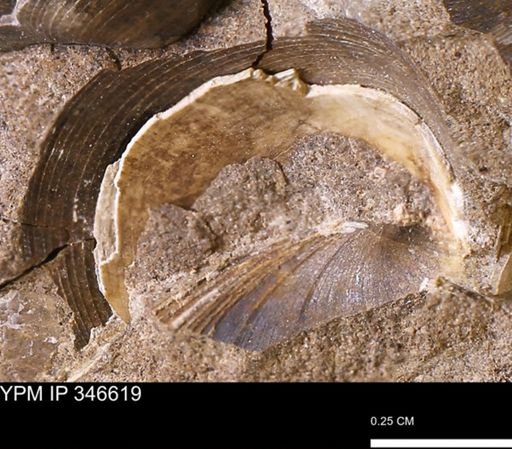 Limopsis striatopunctatus