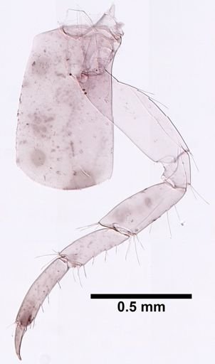 Hyalella cf. azteca