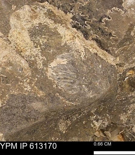 Baculites sp.