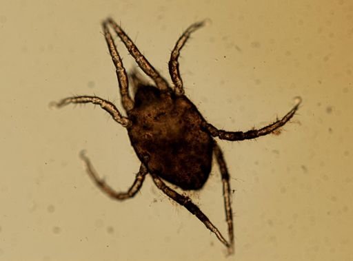 Halacarus (Thalassarachna) basteri basteri