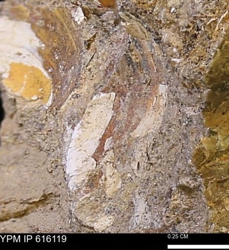 undet. Bivalvia