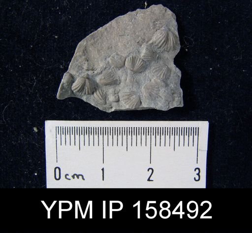Camarotoechia glacialis