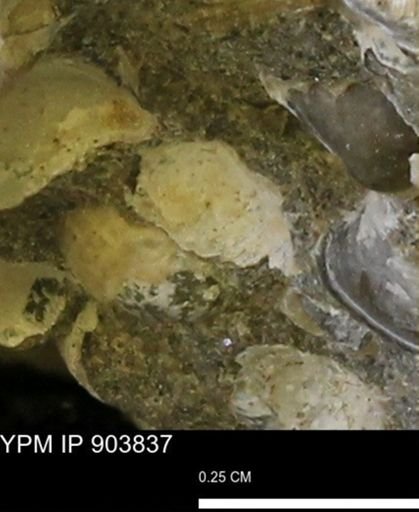 Corbulamella?