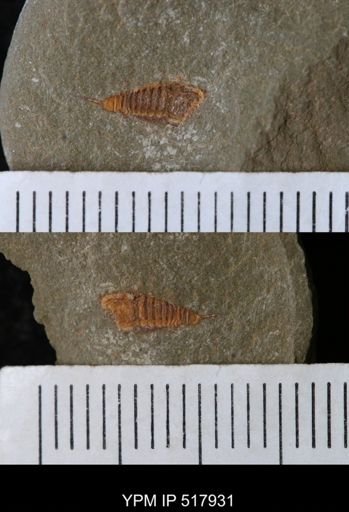 undet. Synziphosurina