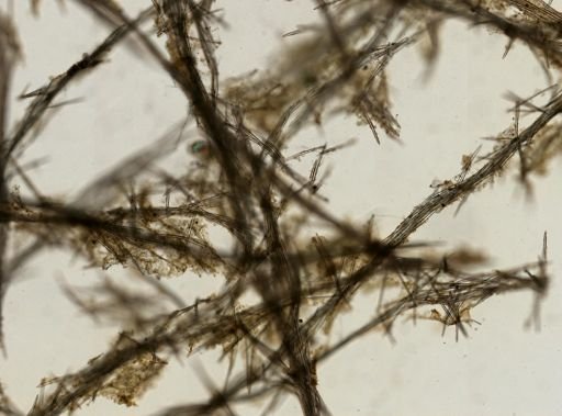 Phakellia