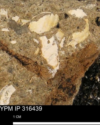 undet. Mollusca