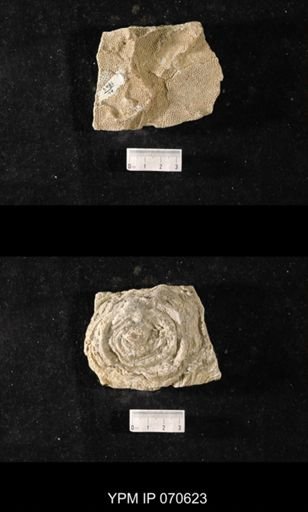 Favosites louisvillensis