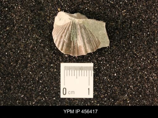 Platystrophia biforata