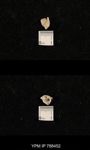 undet. Brachiopoda