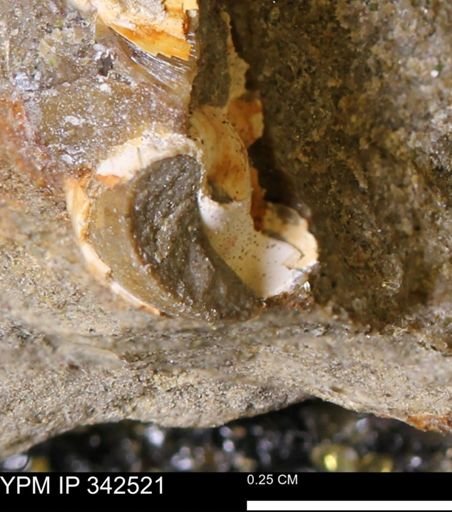 undet. Bivalvia