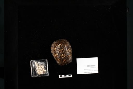 Terrapene carolina
