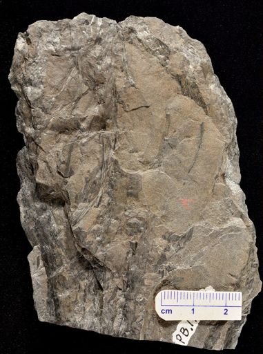 Drepanophycus spinaeformis