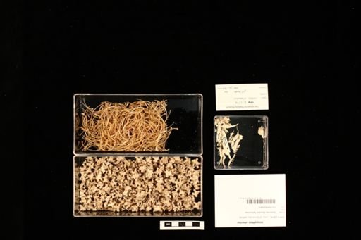 Leiopython albertisi