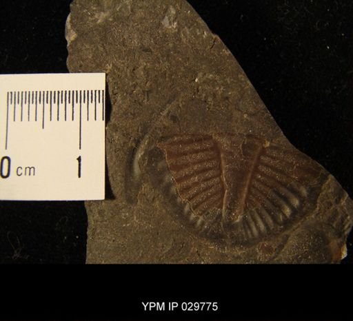 undet. Trilobita