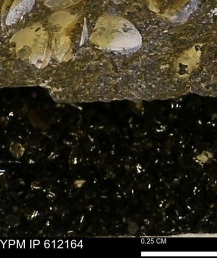 undet. Bivalvia
