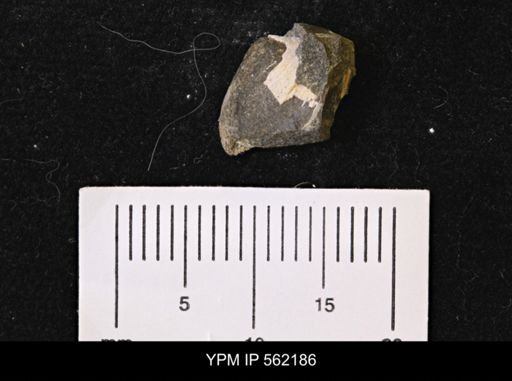 Limopsis striatopunctatus