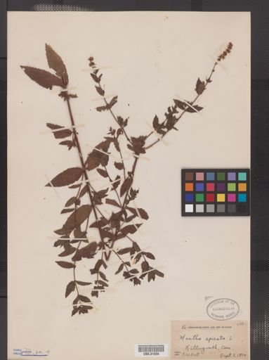 Mentha spicata