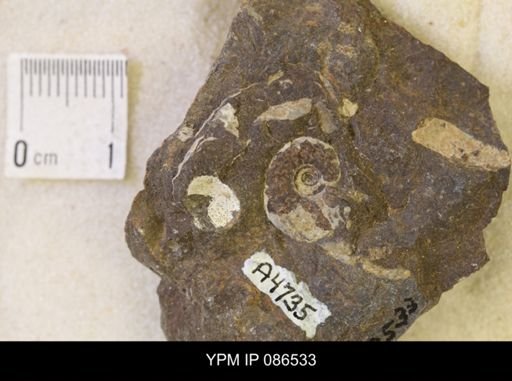 undet. Scaphitidae