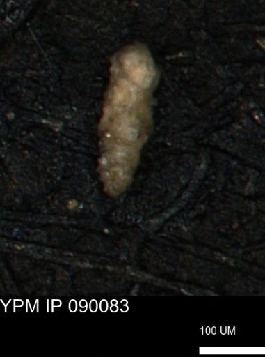 Verneuilina canadensis