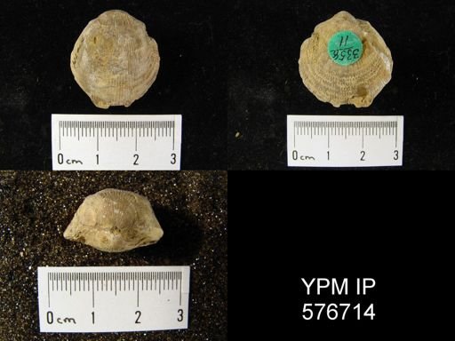 Atrypa sp.