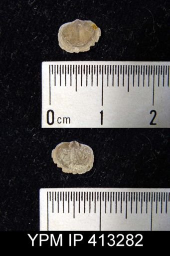 undet. Brachiopoda