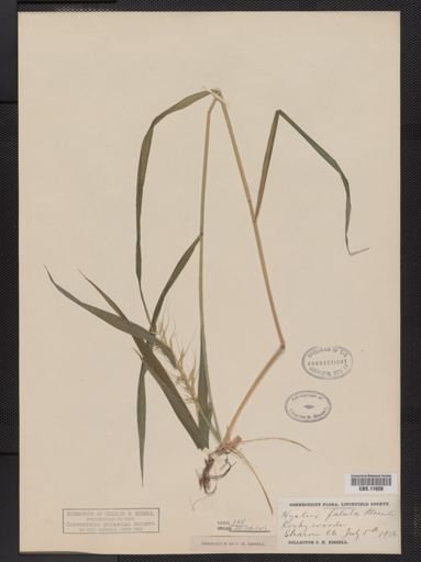 Elymus hystrix