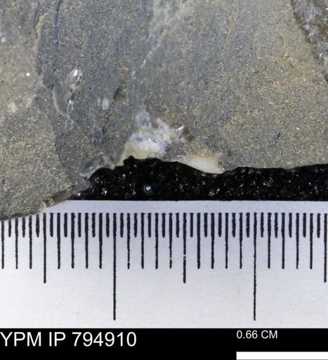 undet. Mollusca